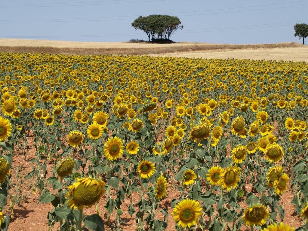 Apartamentos Rurales Camino Del Cid Castejon de las Armas Екстер'єр фото